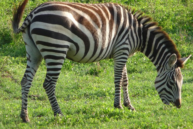 3 Days Amzing Safari in Tarangire and Nngorongoro - Timing, group style, and how your day will feel