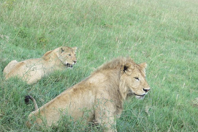3 Days Amzing Safari in Tarangire and Nngorongoro - Tarangire National Park: elephants, dry riverbeds, and antelope with odd charms