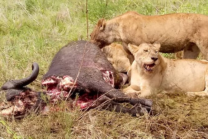3 Days Big 5 Tour and Culture in Tanzania - Guides, Food, and the Team Dynamic You’ll Feel