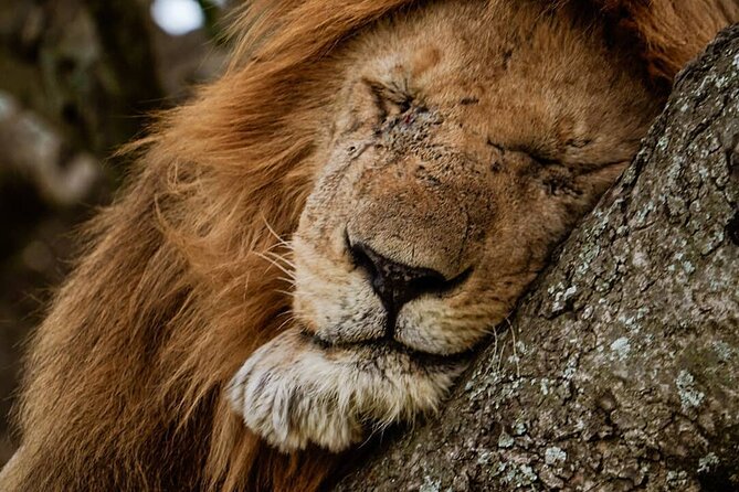 3 Days Big 5 Tour and Culture in Tanzania - Timing, Weather, and What a Short Safari Really Means