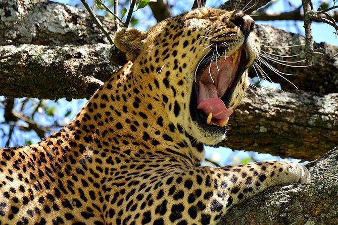 3 Days Big 5 Tour and Culture in Tanzania - Who Should Book This Tour (and Who Might Want Another Plan)