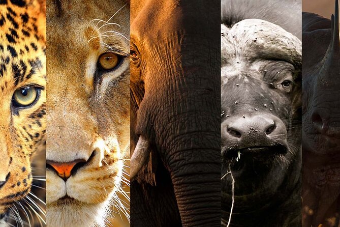 3 Days Big Five Unforgetable Lodging Tanzania Safari - Day 2: Ngorongoro Crater Day Drive and Evening Return