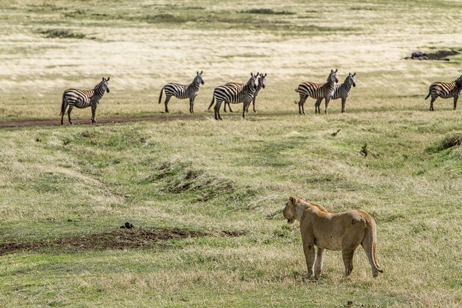 3 Days Big Five Unforgetable Lodging Tanzania Safari - Lodging for Safari Nights: Comfort, Safety, and a Real Sense of Arrival