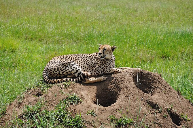3 Days Big Five Unforgetable Lodging Tanzania Safari - Guide and Driver: How Names Like Rama and Leo Reflect Real Quality