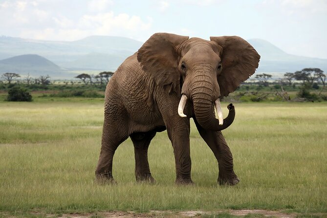 3 Days Big Five Unforgetable Lodging Tanzania Safari - Price and Value: Is $1,015 Per Person Worth It?