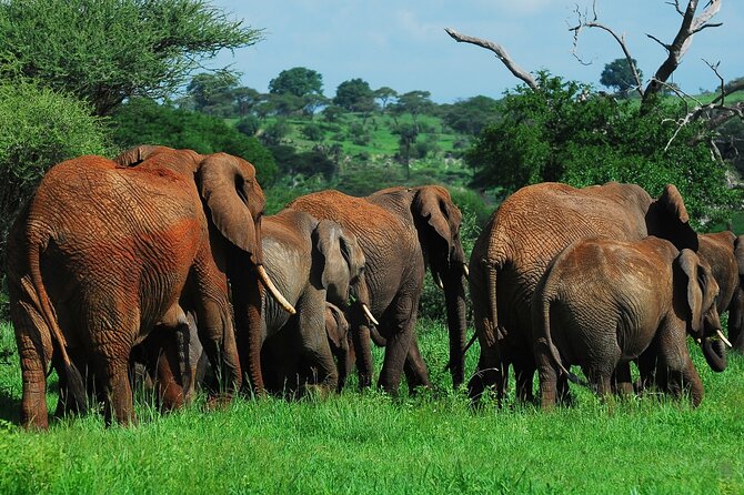 3 Days Big Five Unforgetable Lodging Tanzania Safari - Day 1: Tarangire National Park Game Drive From Arusha