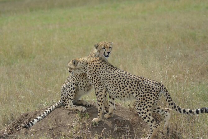 3-Days Budget Lodge Safari - Tarangire, Ngorongoro & Lake Manyara - Three Parks, One Tight Schedule From Arusha