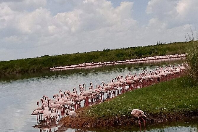 3-Days Budget Lodge Safari - Tarangire, Ngorongoro & Lake Manyara - Open-Roof Safari Vehicle Sightlines That Actually Matter