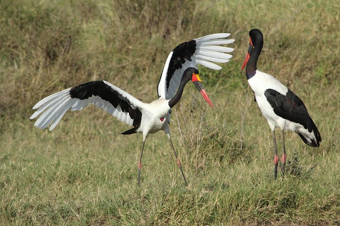 3 Days Camping Safari Tarangire, Lake Manyara and Ngorongoro Crater - Day 3 in Ngorongoro Crater: Big Five kings, picnic lunch, then back to Arusha