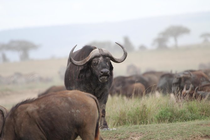 3 Days Camping Safari Tarangire, Lake Manyara and Ngorongoro Crater - Camping safari logistics: what’s included, what you still need to plan