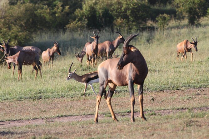 3 Days Camping Safari Tarangire, Lake Manyara and Ngorongoro Crater - Day 1 in Tarangire National Park: elephants, zebras, and birds that keep you busy