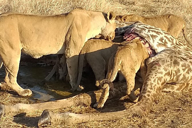 3 Days Explore Selous Game Reserve + Boat safari + bushman walking - Day 1: Dar es Salaam pickup, Selous arrival, and the Rufiji sunset boat safari