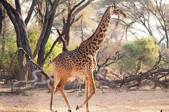 3 Days Explore Selous Game Reserve + Boat safari + bushman walking - Wildlife spotting chances: what this route gives you, and what it cannot