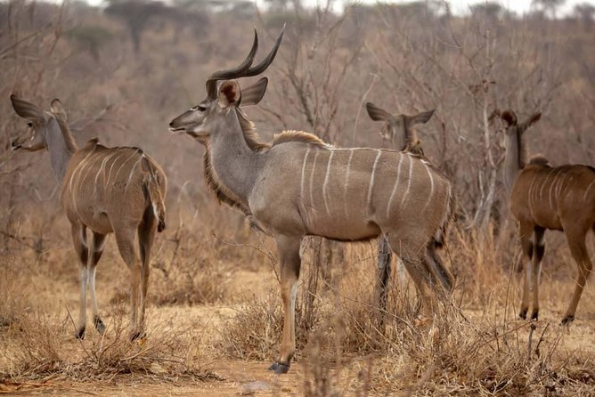 3 Days Explore Selous Game Reserve + Boat safari + bushman walking - Camp accommodation and meals: why included food is a real benefit