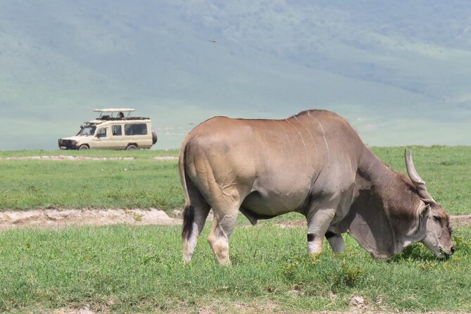 3 Days Exploring Serengeti & Ngorongoro Crater from Arusha - Quick hits before you commit