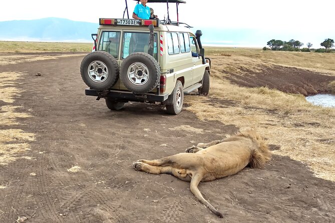 3 Days Exploring Serengeti & Ngorongoro Crater from Arusha - Day 2 Serengeti to Ngorongoro rim: more wildlife time plus positioning for tomorrow