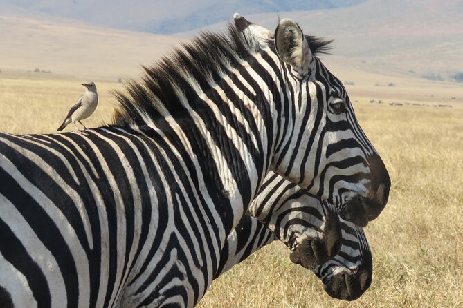 3 Days Exploring Serengeti & Ngorongoro Crater from Arusha - Day 3 Ngorongoro Crater descent: Big Five potential and birdlife you can name