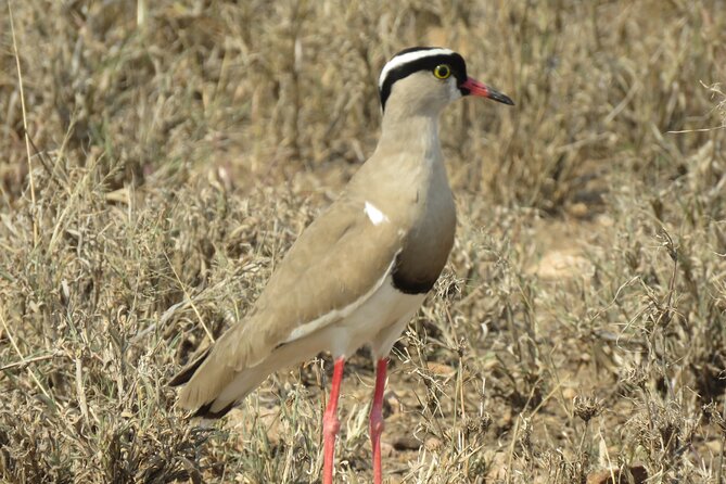 3 Days Exploring Serengeti & Ngorongoro Crater from Arusha - Guide, driver, and cook: where the comfort actually comes from