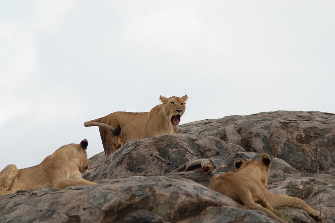 3 Days Exploring Serengeti & Ngorongoro Crater from Arusha - Day 1 Serengeti National Park: plains, predators, and a sunset reset