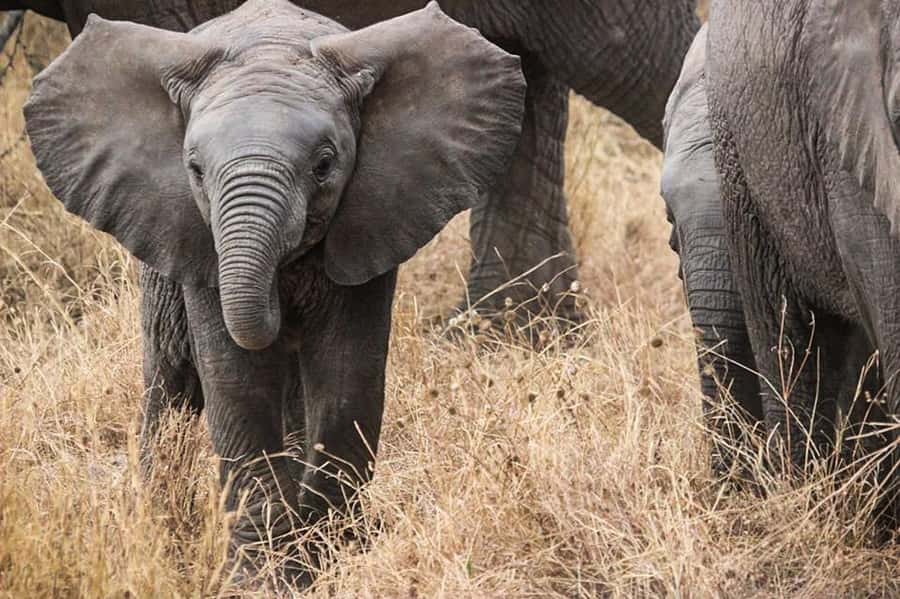 3 Days Flight Package Zanzibar to Nyerere/Selous - Zanzibar to Nyerere by air, then into the wild