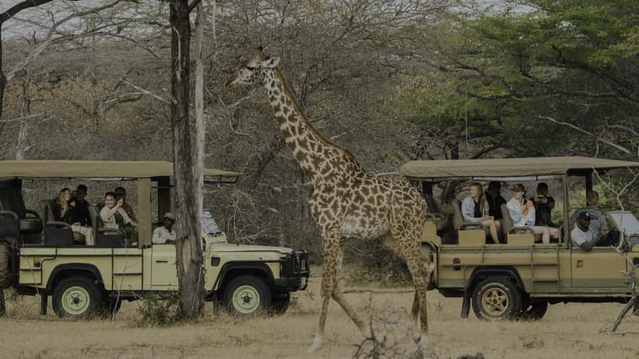3 Days Flight Package Zanzibar to Nyerere/Selous - Day 2: Bushman walking safari, Mloka village, and the Rufiji boat
