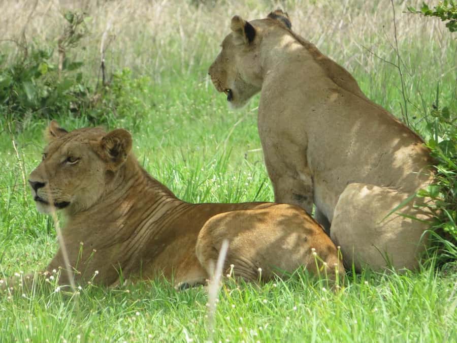 3 Days Flight Package Zanzibar to Nyerere/Selous - Selous Safari Lodge reality: service is the win