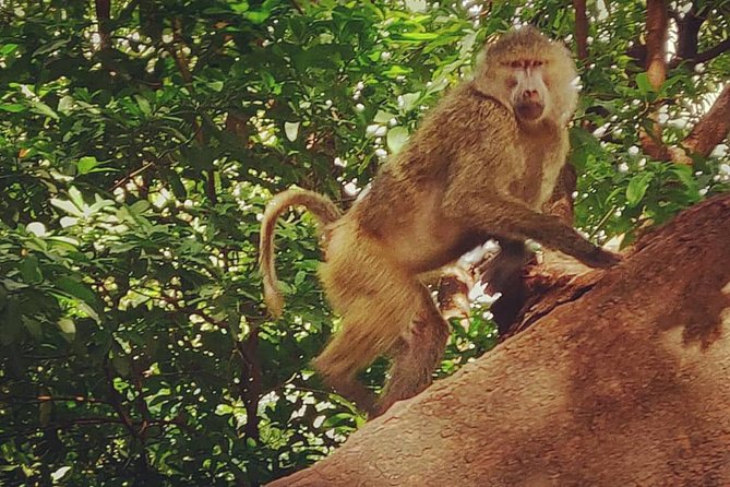 3 days fly in safari - Guides, Game Drives, and How You Can Make This Trip Better