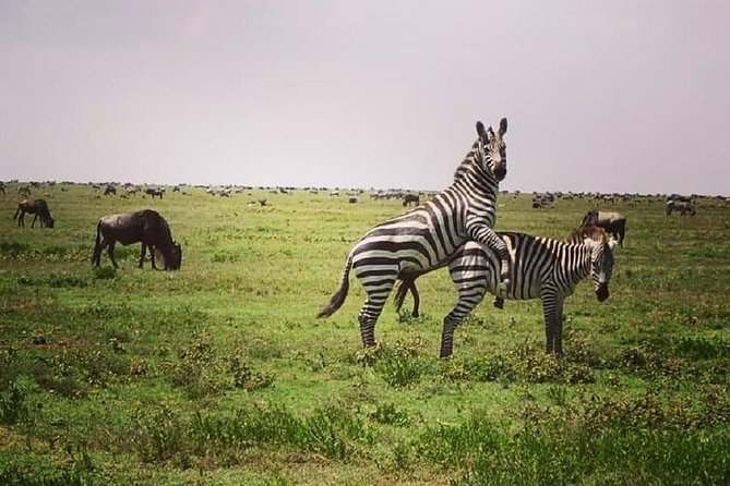 3 days fly in safari - Price and Value: What You Pay For in This 3-Day Fly-In Package