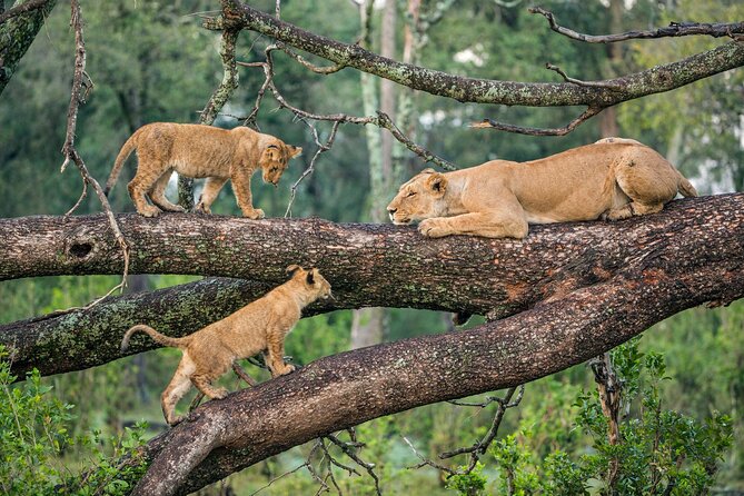 3 Days Group Joining Serengeti and Ngorongoro Safari - Key points that make this safari worth a look