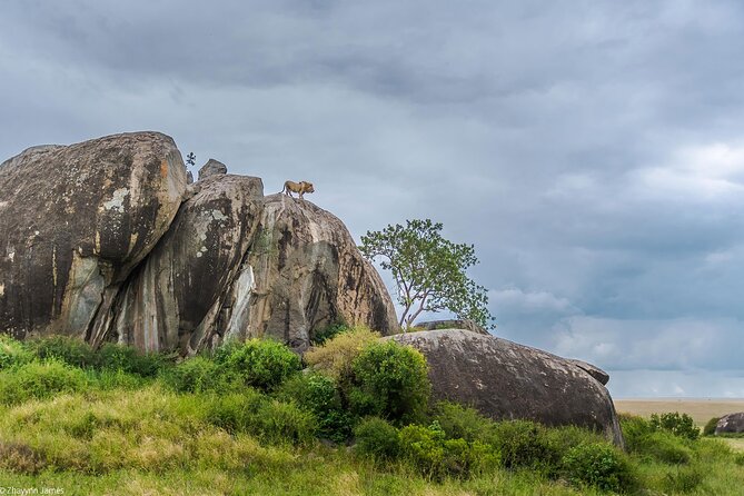 3 Days Group Joining Serengeti and Ngorongoro Safari - Who this 3-day Serengeti and Ngorongoro safari fits best