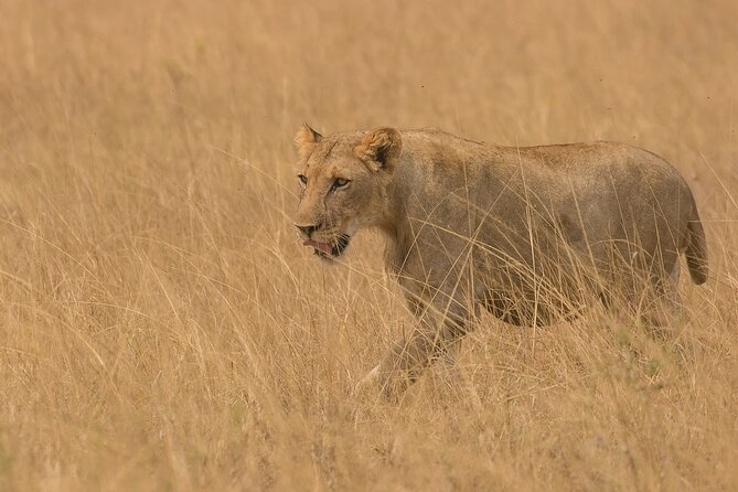 3 Days Group Joining Serengeti and Ngorongoro Safari - Ngorongoro Conservation Area transfer, picnic lunch, and tent camping reality