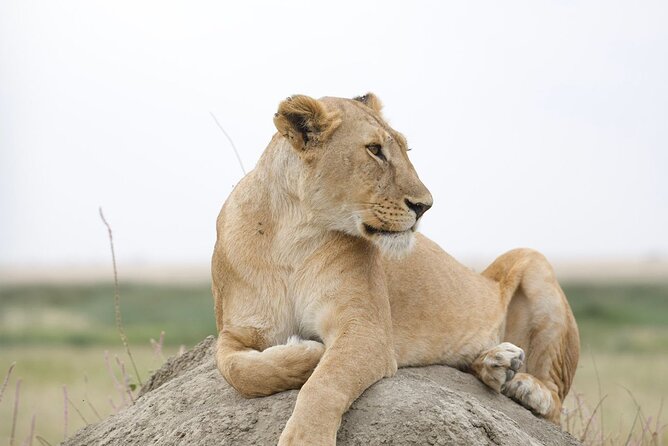 3 Days Group Safari Serengeti & Ngorongoro - Day 3: Ngorongoro Crater extended drive, predators and herds in one bowl