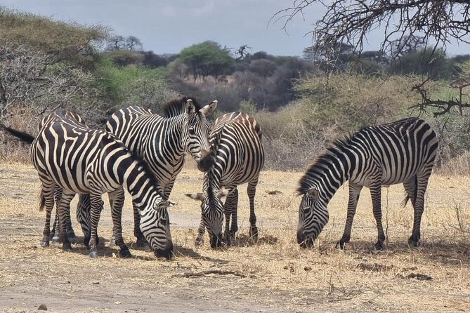 3 Days Group Safari Serengeti & Ngorongoro - Meals on safari: chef-cooked lunches and why it matters
