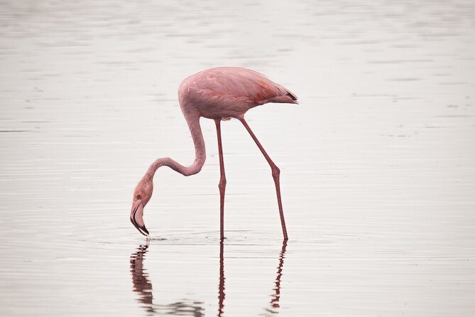 3 days Group tour Tarangire, Ngorongoro & lake manyara park - Getting from Arusha: pickup, 8:30am start, and how the days are paced