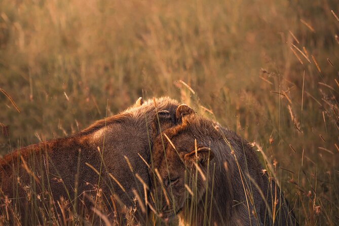 3 days Group tour Tarangire, Ngorongoro & lake manyara park - Lake Manyara National Park: flamingos, hippo pool time, hot springs, and possible tree-climbing lions