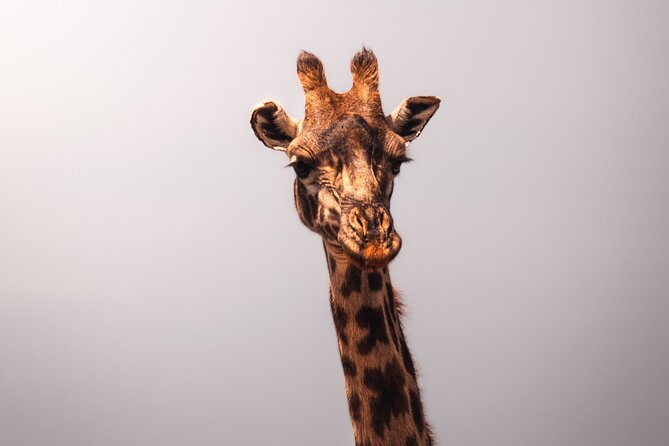 3 days Group tour Tarangire, Ngorongoro & lake manyara park - Tarangire National Park: elephants, lions, cheetahs, and the full-day search
