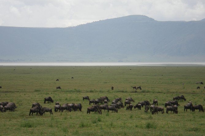 3 Days Lake Manyara, Ngorogoro Crater, Tarangire National Park - Price and what $730 per person actually covers