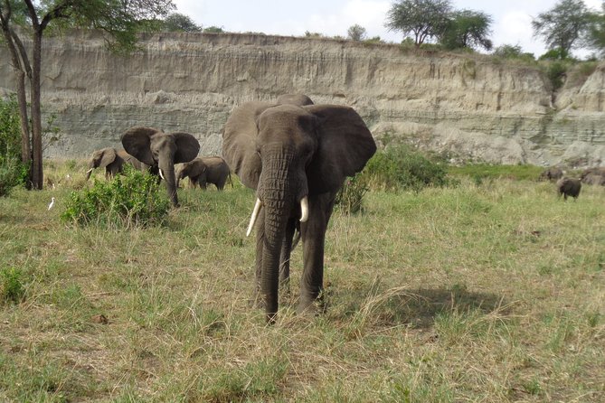 3 Days Lake Manyara, Ngorogoro Crater, Tarangire National Park - Day 1 in Tarangire National Park: elephants, baobabs, and river water