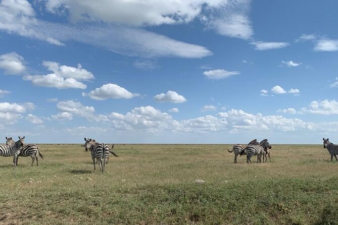 3 Days Lake Manyara, Tarangire, Ngorongoro Crater group (Camping) - Day 2 Ngorongoro Crater: descending to the crater floor for focused spotting