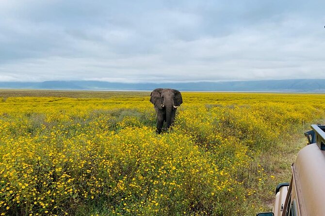 3 Days Lake Manyara, Tarangire, Ngorongoro Crater group (Camping) - Price and what you really get for $700 per person