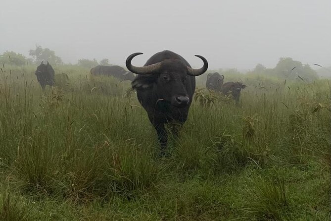 3 Days Lake Manyara, Tarangire, Ngorongoro Crater group (Camping) - Who should choose this private camping safari loop