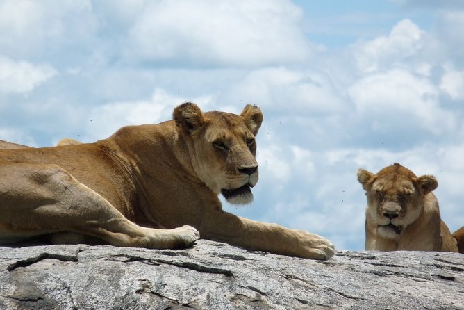 3 Days Lodge Safari - Why Tarangire plus Ngorongoro makes sense when time is short