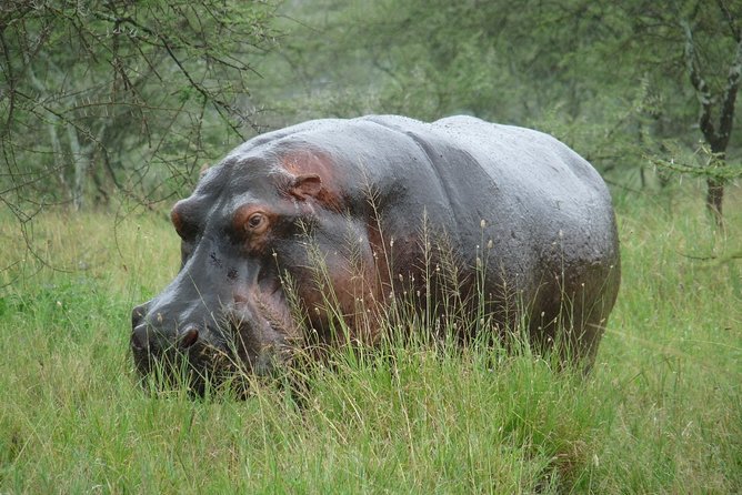 3 Days Lodge Safari - Comfort, timing, and what to bring for these two park days