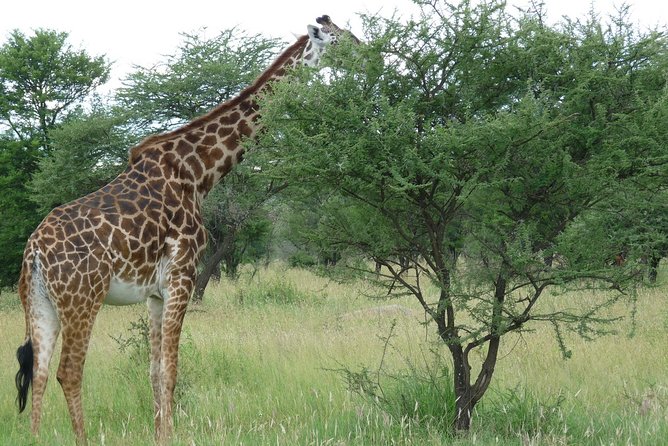 3 Days Lodge Safari - Guide support and why it can make or break your safari