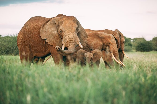 3-Days Lodge Safari in Tarangire, Ngorongoro Crater & Lake Manyara - Pickup and Timing: What the 8:30 Start Means for Your Day
