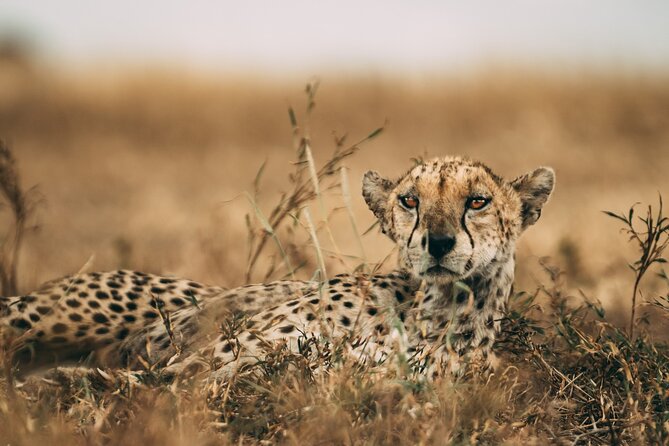 3-Days Lodge Safari in Tarangire, Ngorongoro Crater & Lake Manyara - Day 1 in Tarangire: Baobabs, Seasonal Swamps, and Elephant Herd Odds
