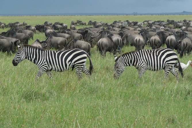 3 Days Lodge Safari - Day 2 in Ngorongoro Conservation Area, Big Five odds in a huge bowl