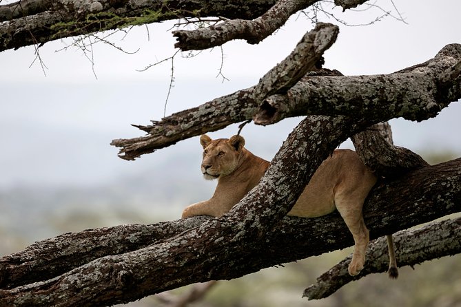 3 Days Luxury Lodge Safari in Tanzania - Key Points Before You Go