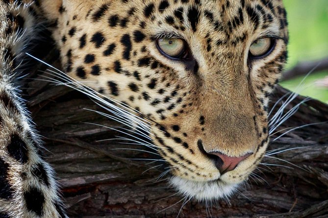 3 Days Luxury Lodge Safari in Tanzania - Ngorongoro Crater: Why One Bowl Can Feel Like a Full Safari