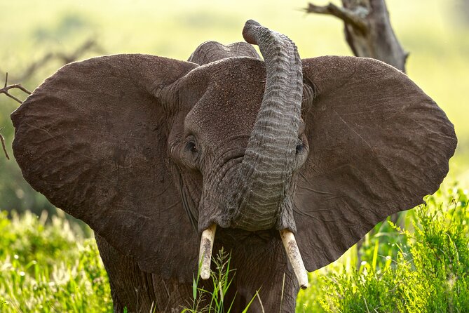 3 Days Luxury Lodge Safari in Tanzania - The Human Factor: Philemon Joel, Donatus Ngowi, and Trust That Matters